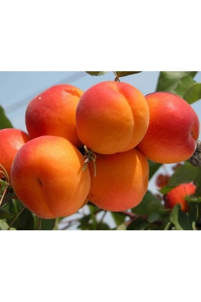 Prunus armeniaca Campanilo